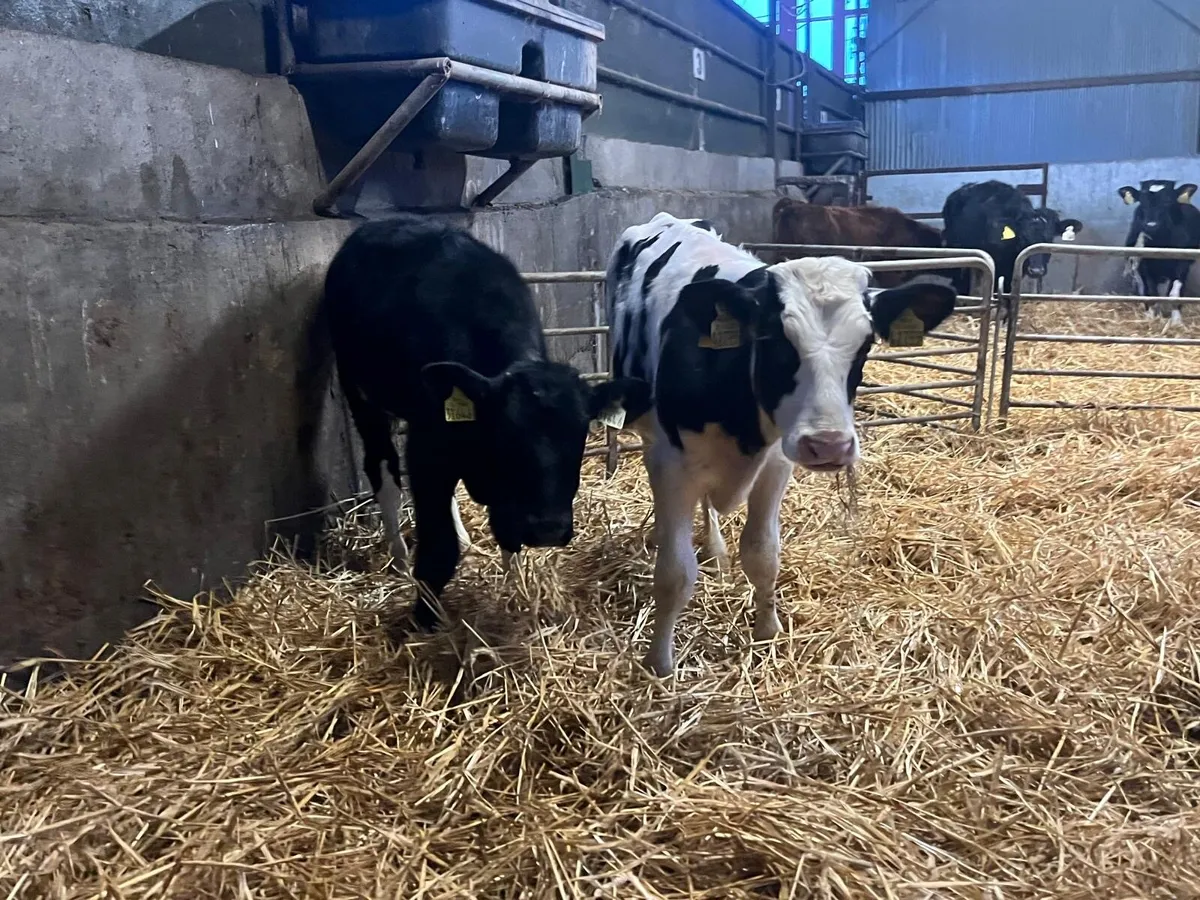 2 super  British Frisian  bull  weanlings - Image 3