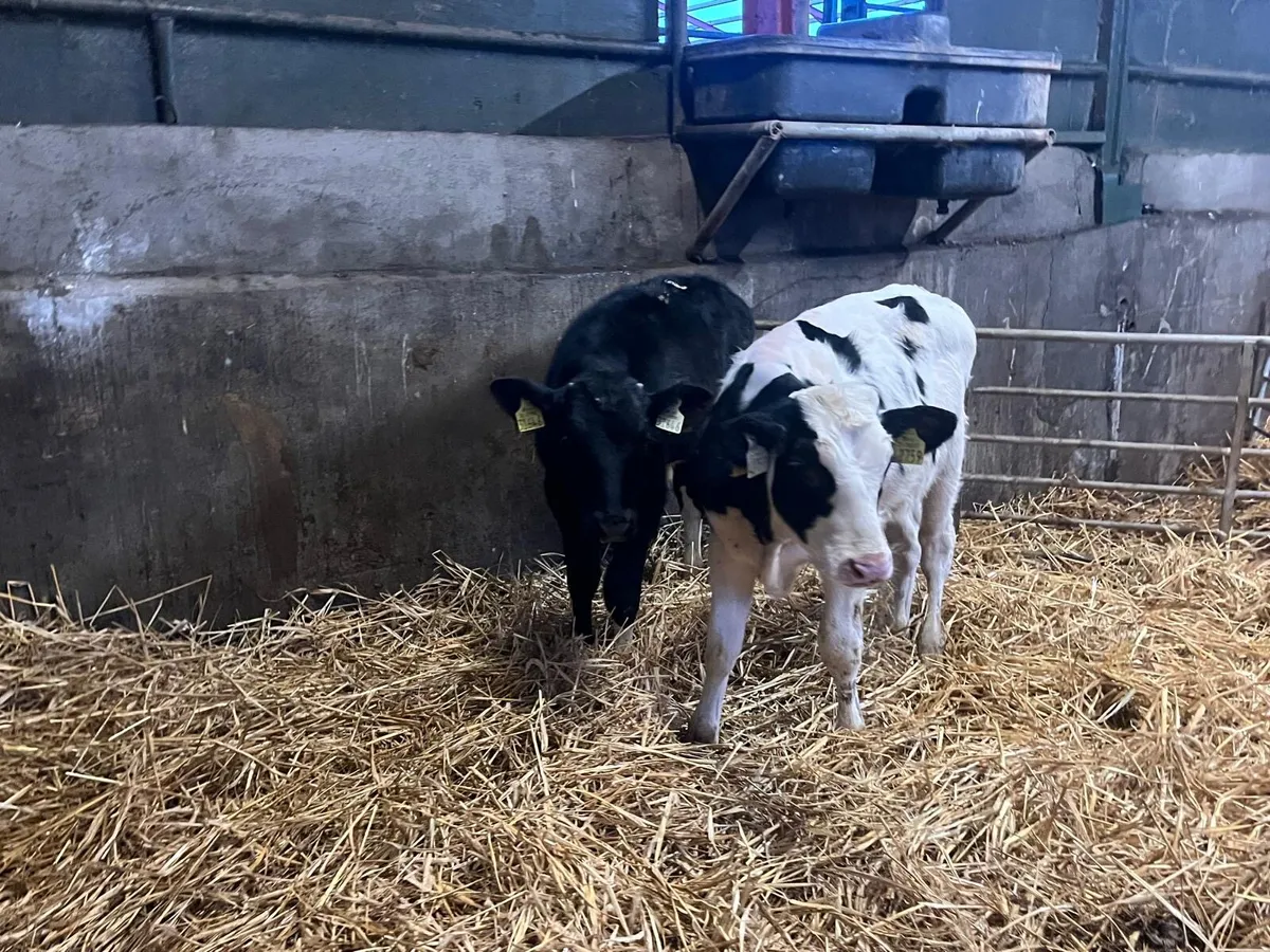 2 super  British Frisian  bull  weanlings - Image 4