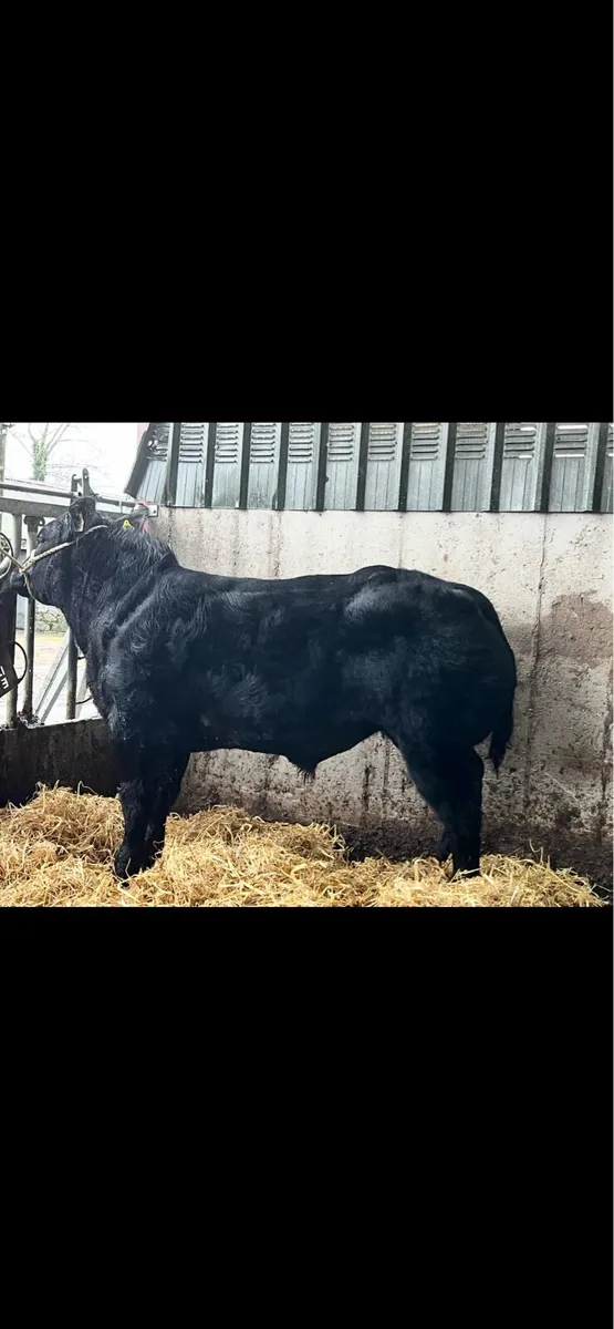 Show calf Ennis Mart - Image 1