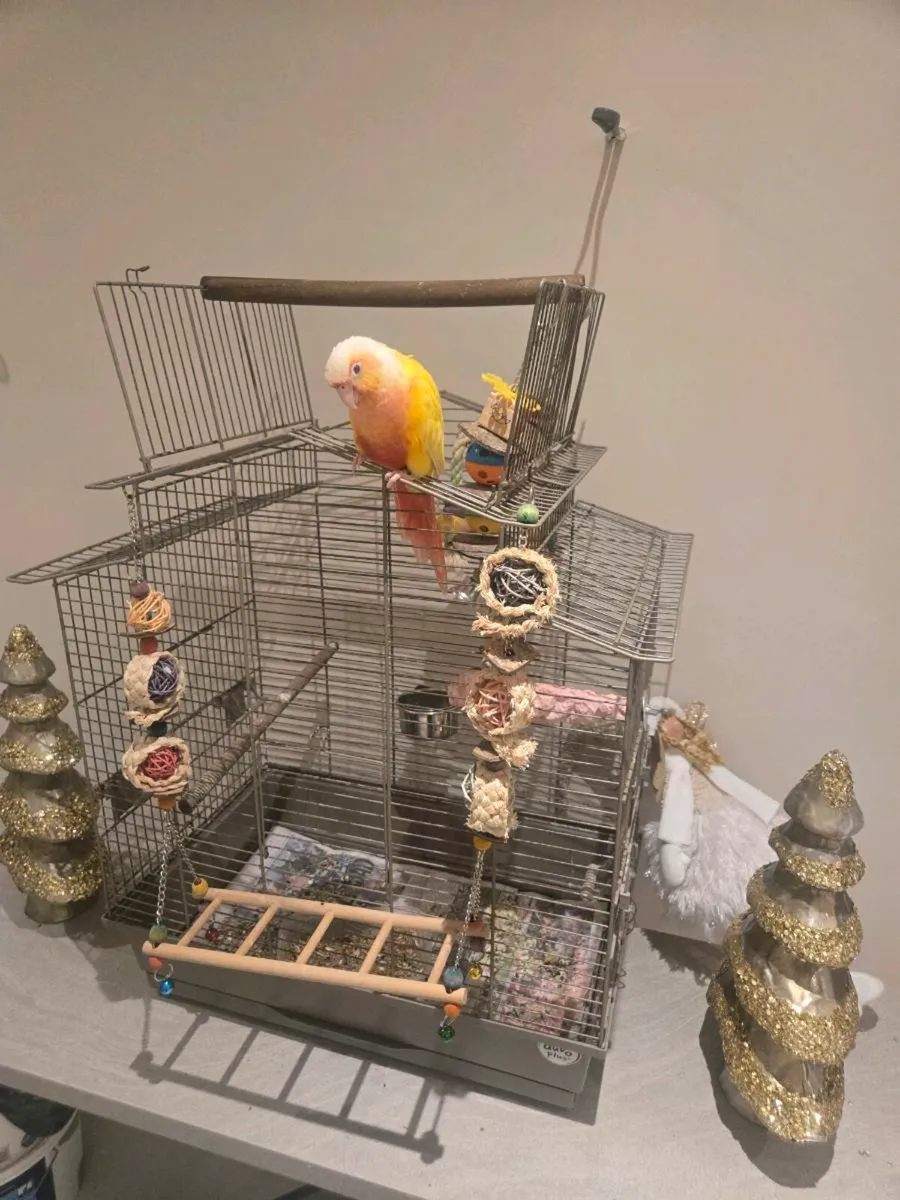 Conure bird - Image 4