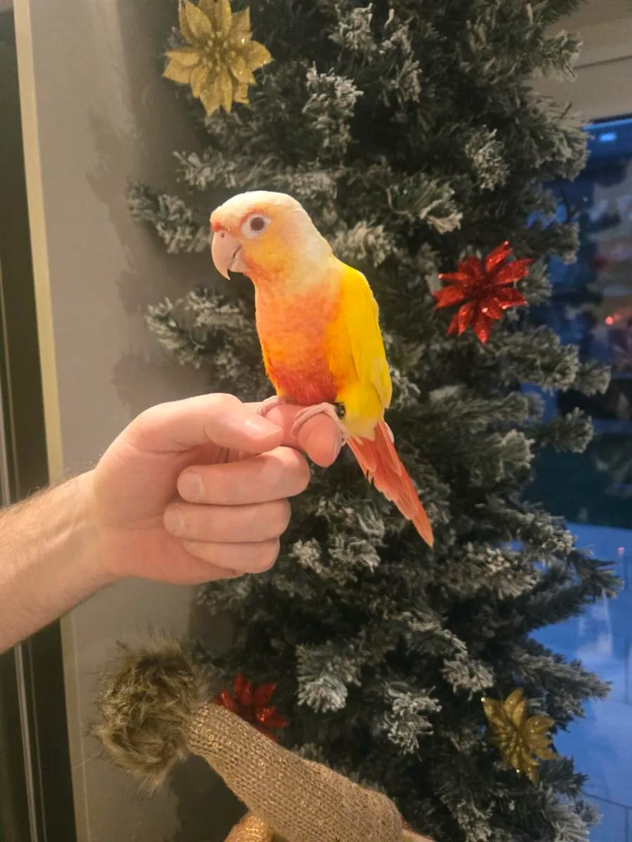 Conure bird - Image 1