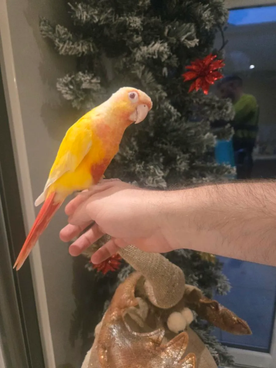 Conure bird - Image 2