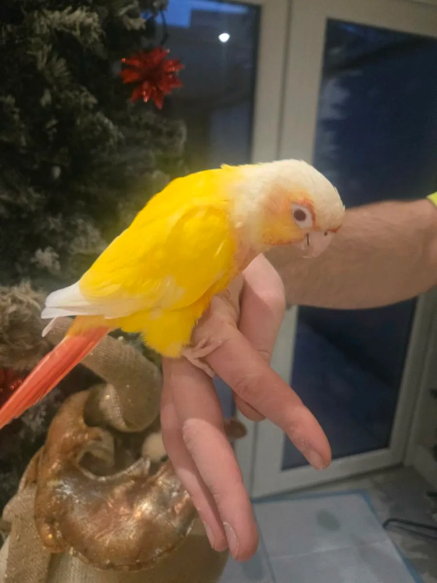 Conure bird - Image 3