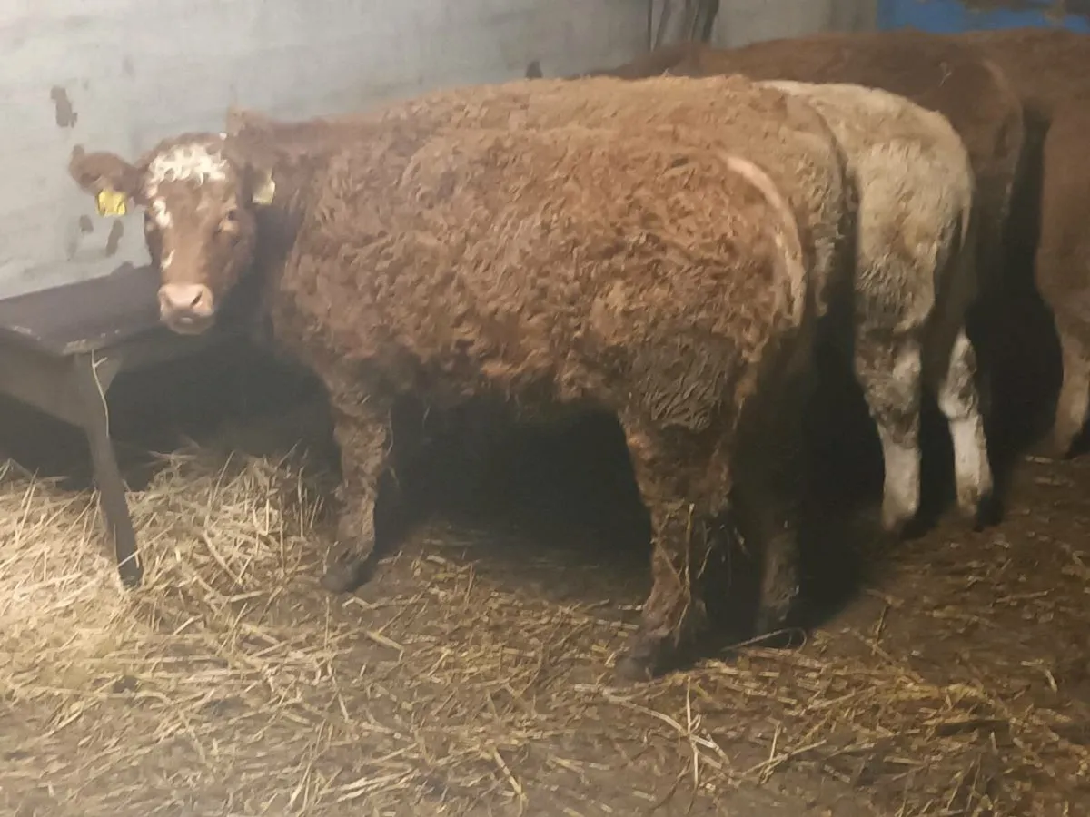 5 smashing Heifer's for sale - Image 2