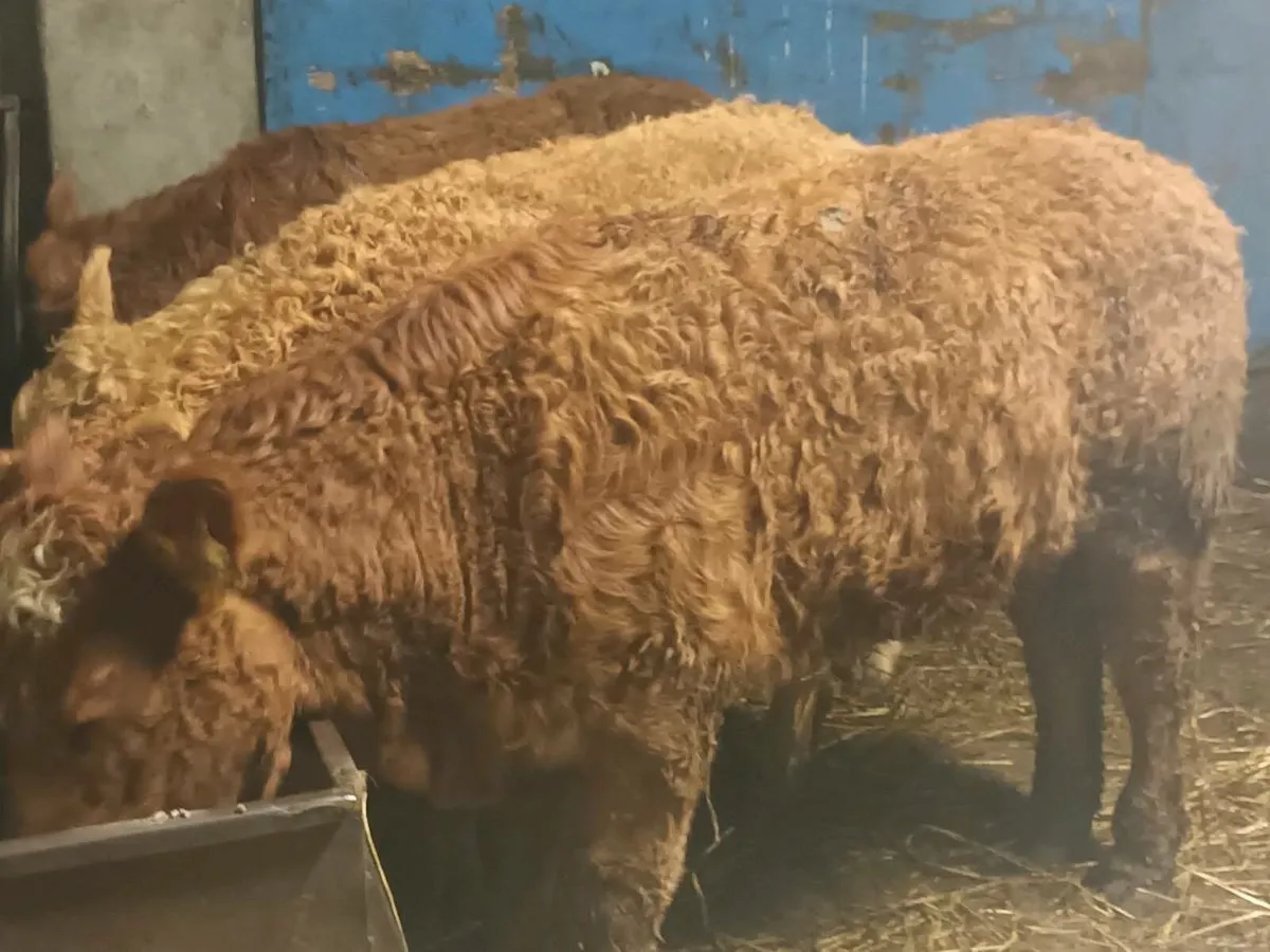 5 smashing Heifer's for sale - Image 3