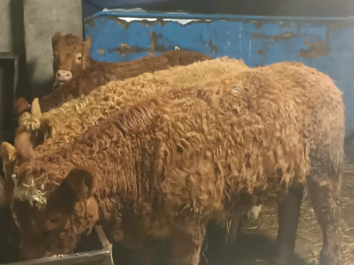 5 smashing Heifer's for sale - Image 4