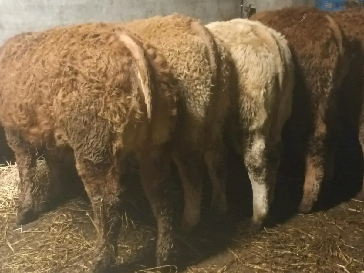 5 smashing Heifer's for sale - Image 1