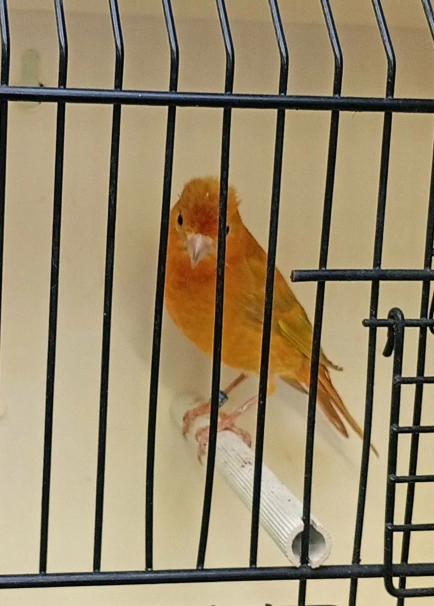 Norwich a sisko cross - Image 1