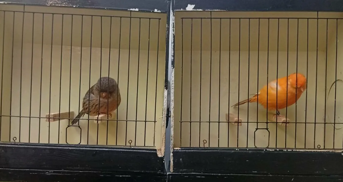 Norwich a sisko cross - Image 2