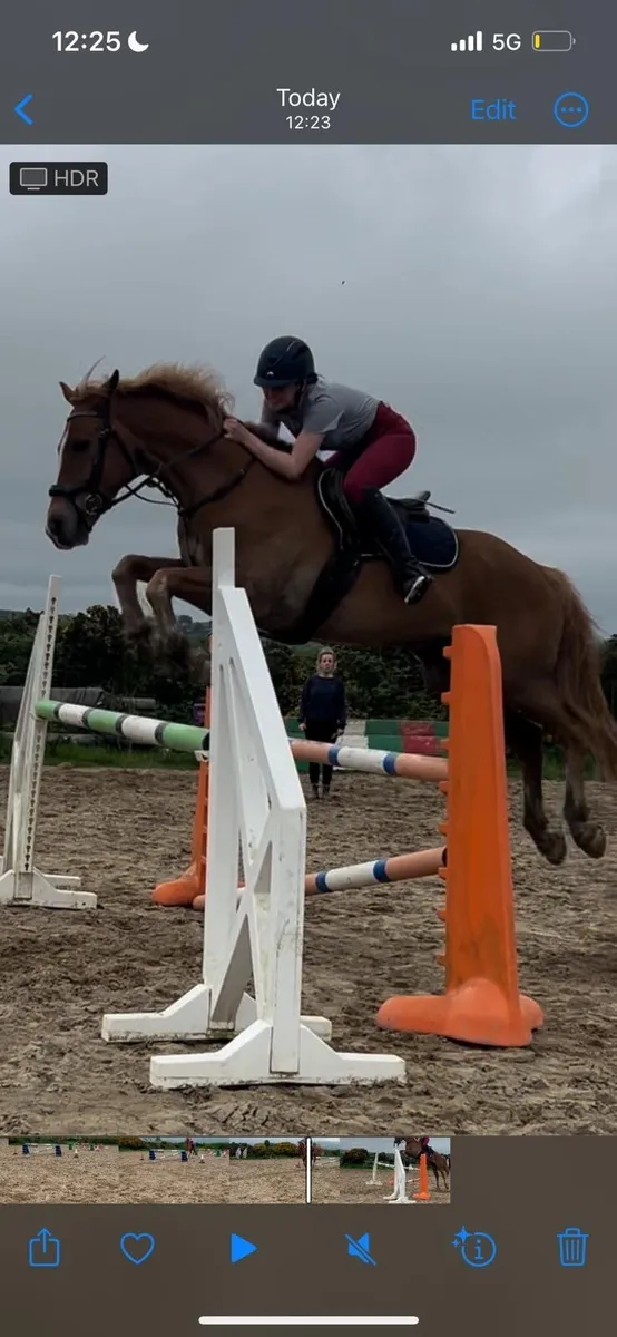 Elvie~Irish Sports Horse - Image 2