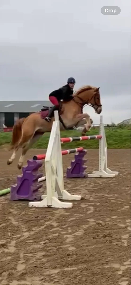 Elvie~Irish Sports Horse - Image 3