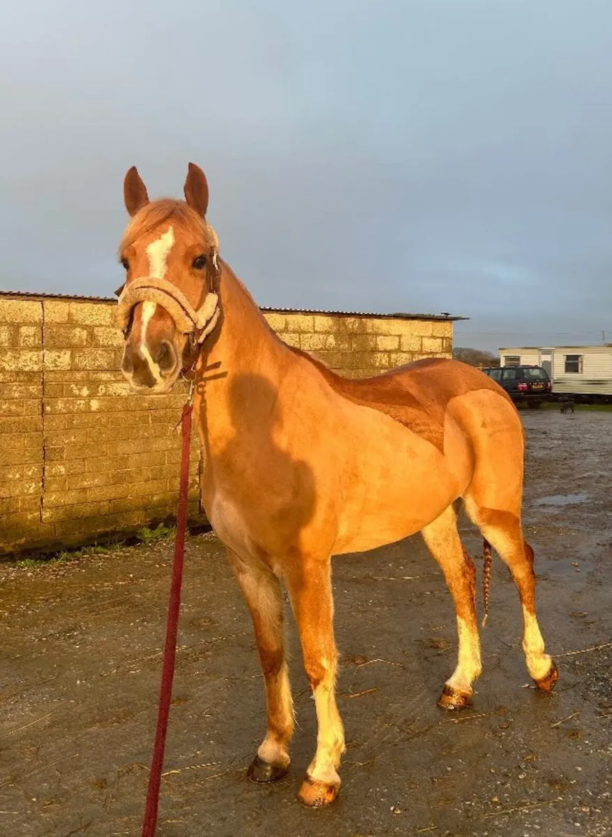 Elvie~Irish Sports Horse - Image 4