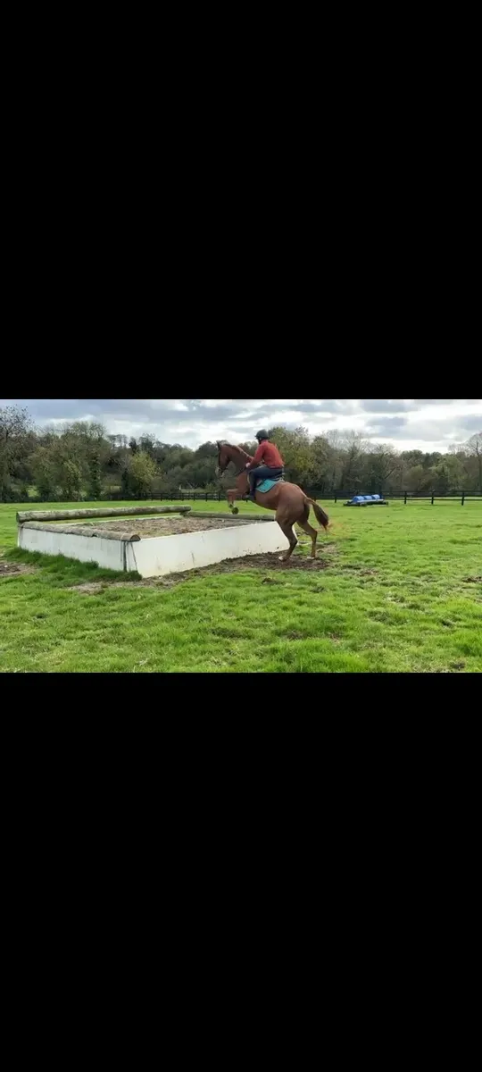 4 year old dignified filly - Image 1