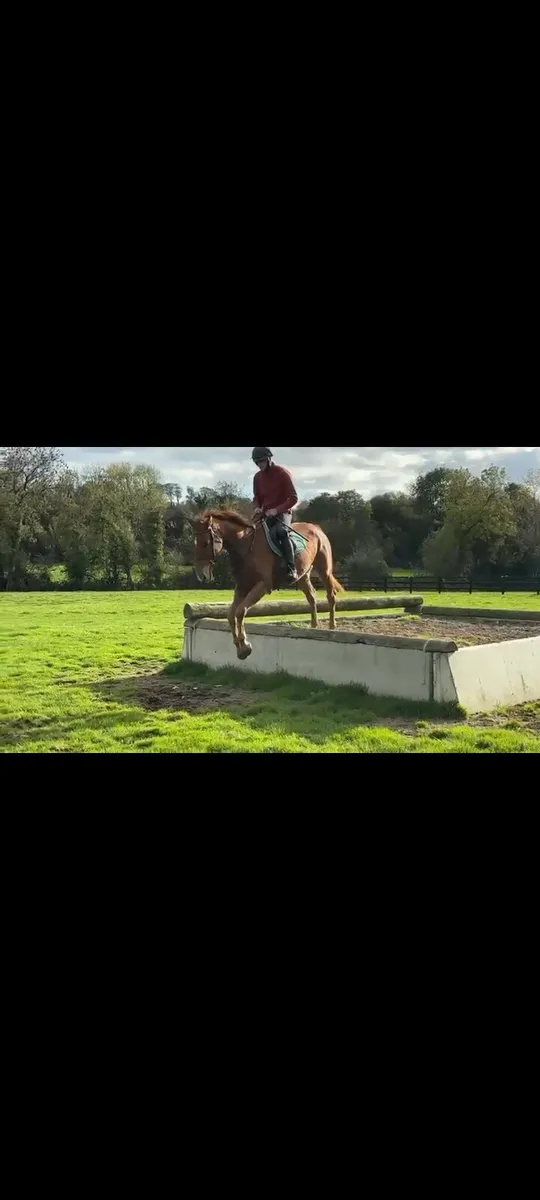 4 year old dignified filly - Image 2