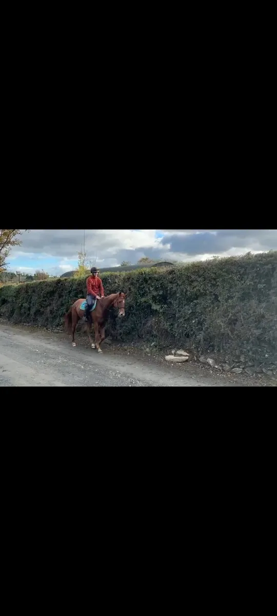 4 year old dignified filly - Image 3