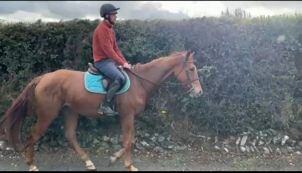 4 year old dignified filly - Image 4