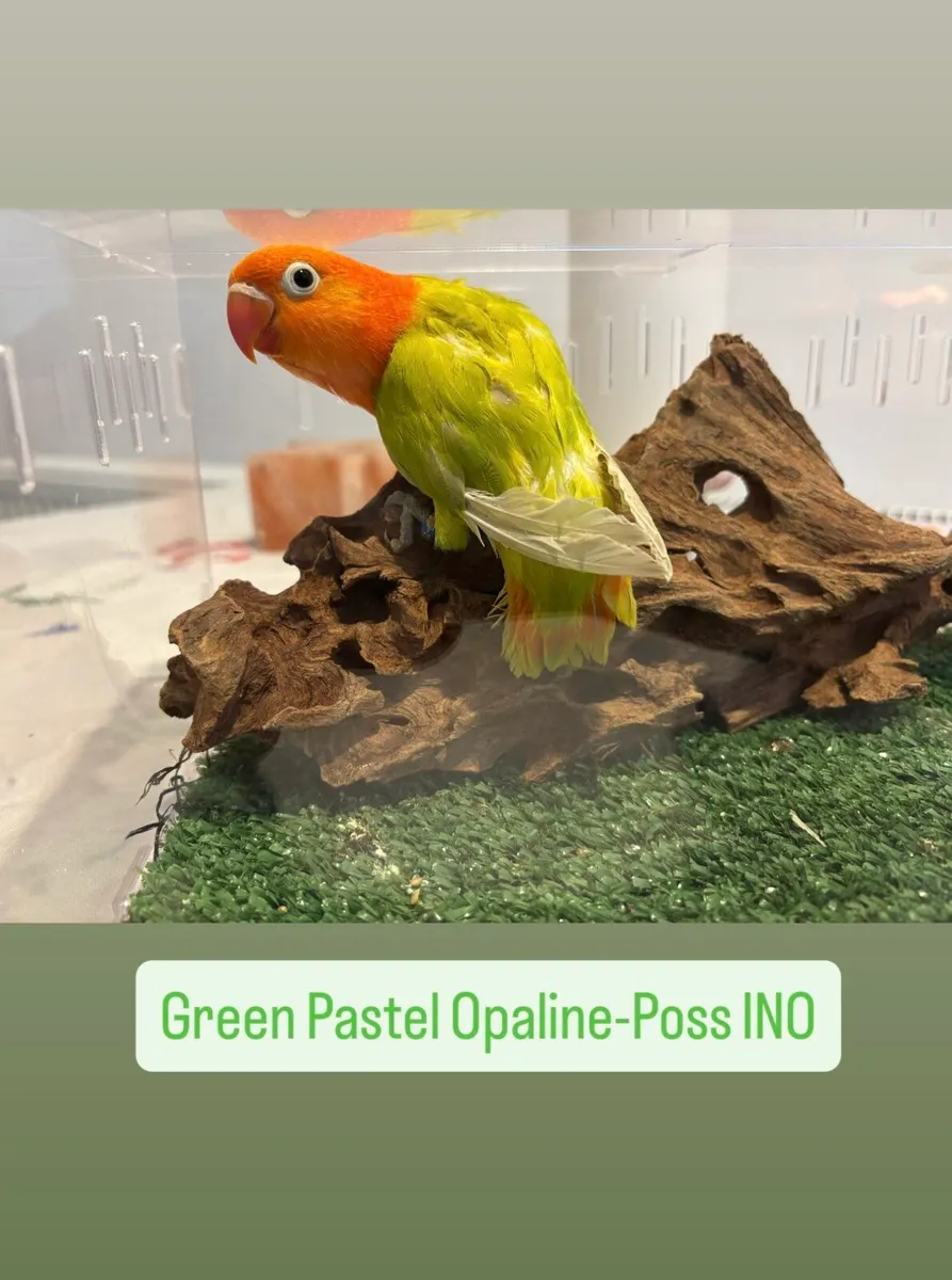 Opaline Fischer Lovebird! - Image 4