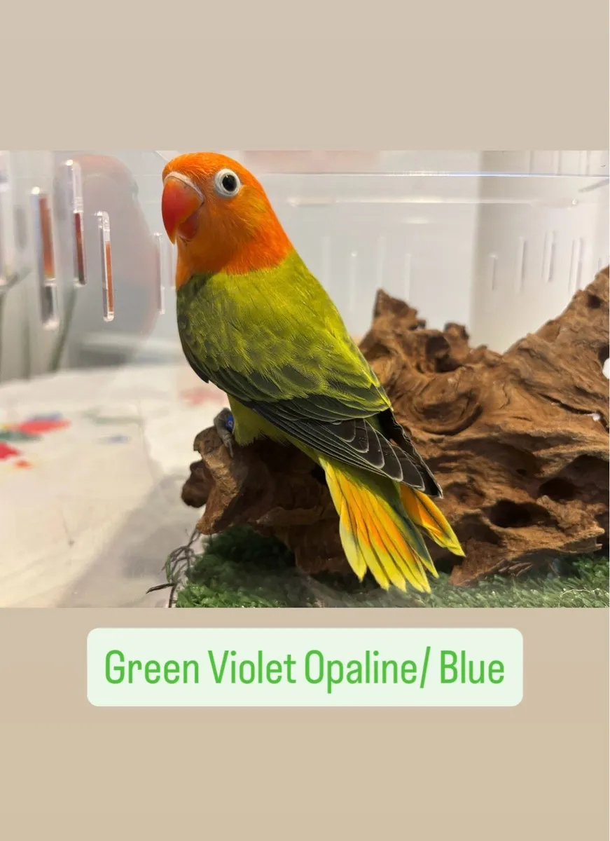 Opaline Fischer Lovebird! - Image 1