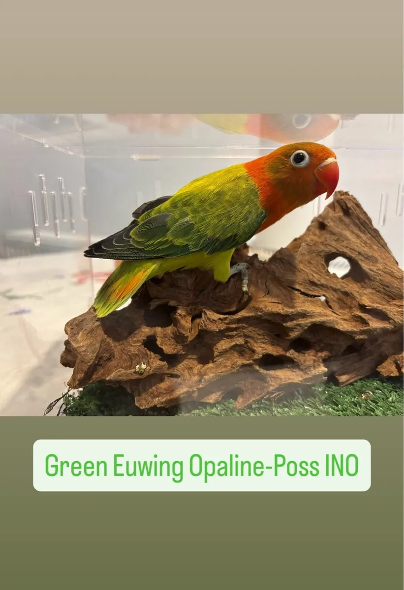 Opaline Fischer Lovebird! - Image 3