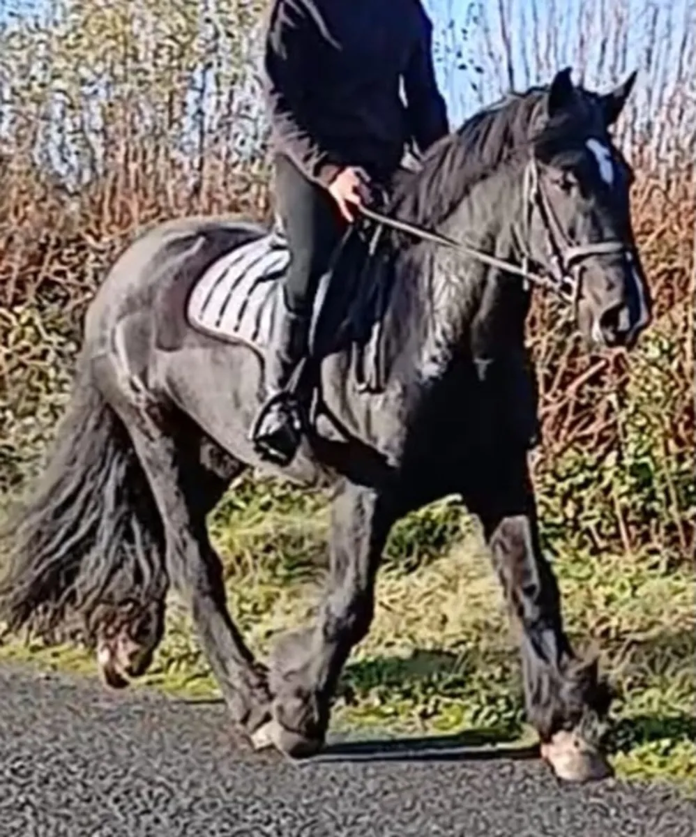 15hh rising 4 year old filly