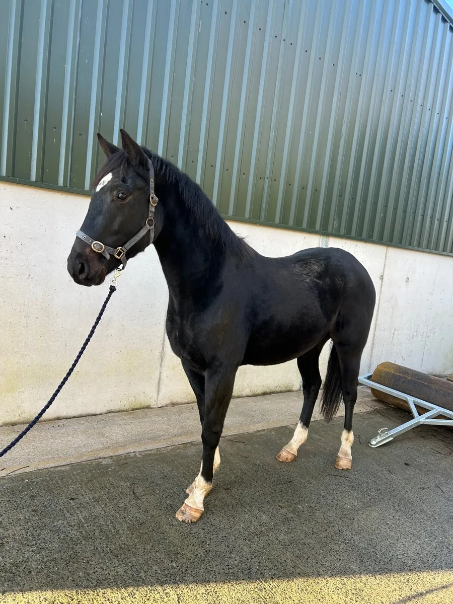 Quality 3yr old gelding - Image 1