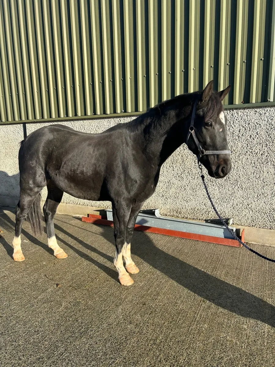 Quality 3yr old gelding - Image 2
