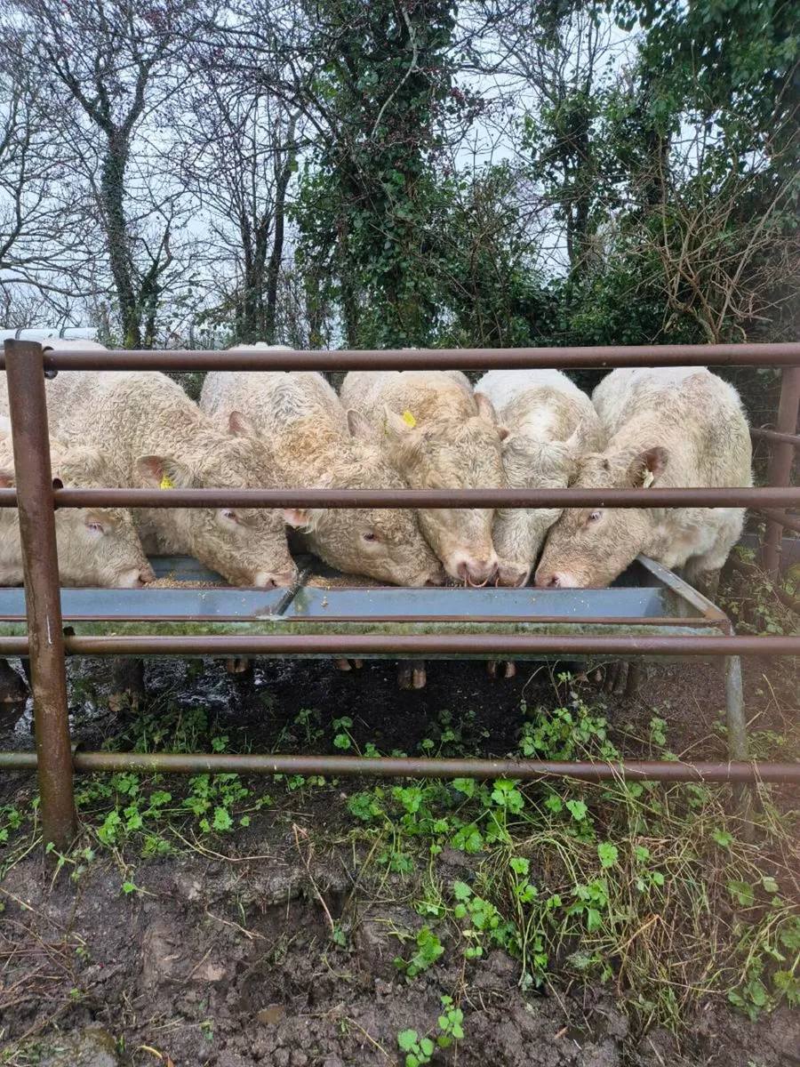Pedigree registered charolais bulls - Image 2