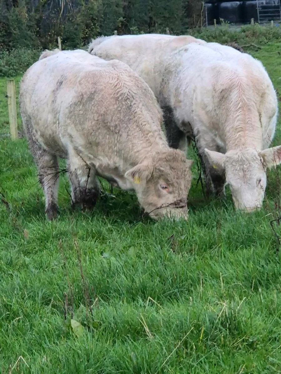 Pedigree registered charolais bulls - Image 3