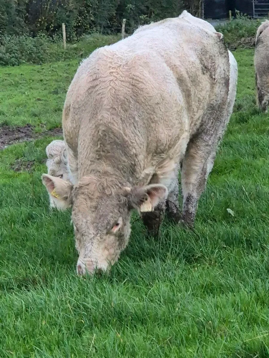 Pedigree registered charolais bulls - Image 4