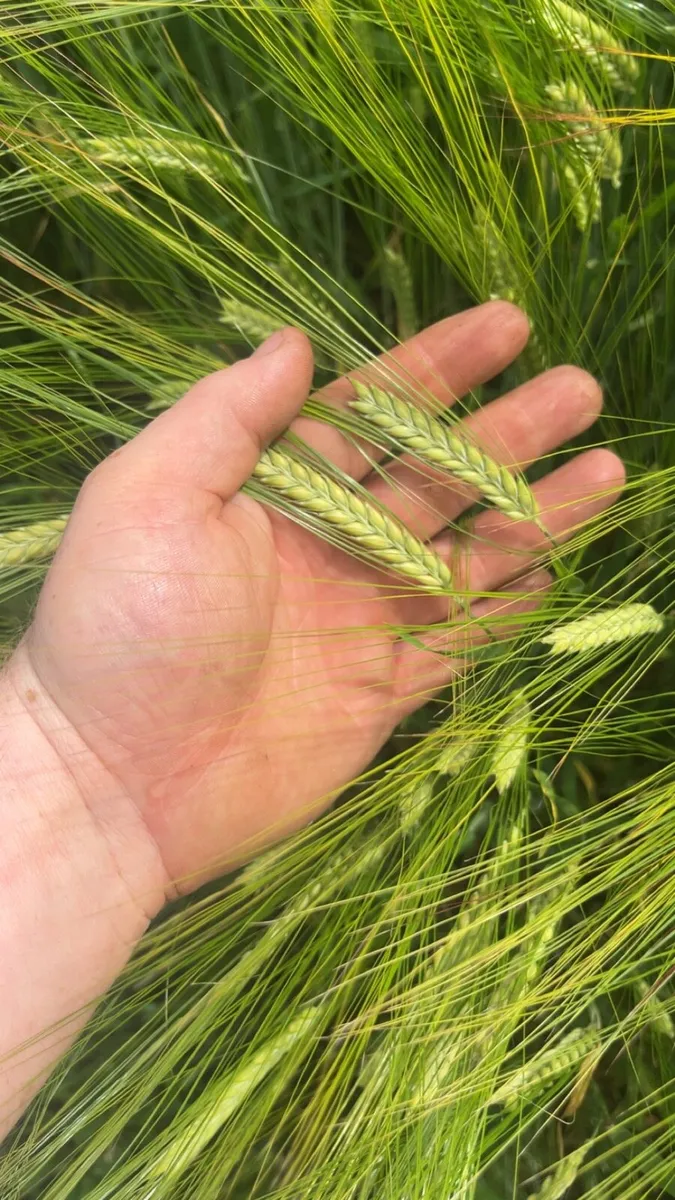 Barley whole crop for sale - Image 3