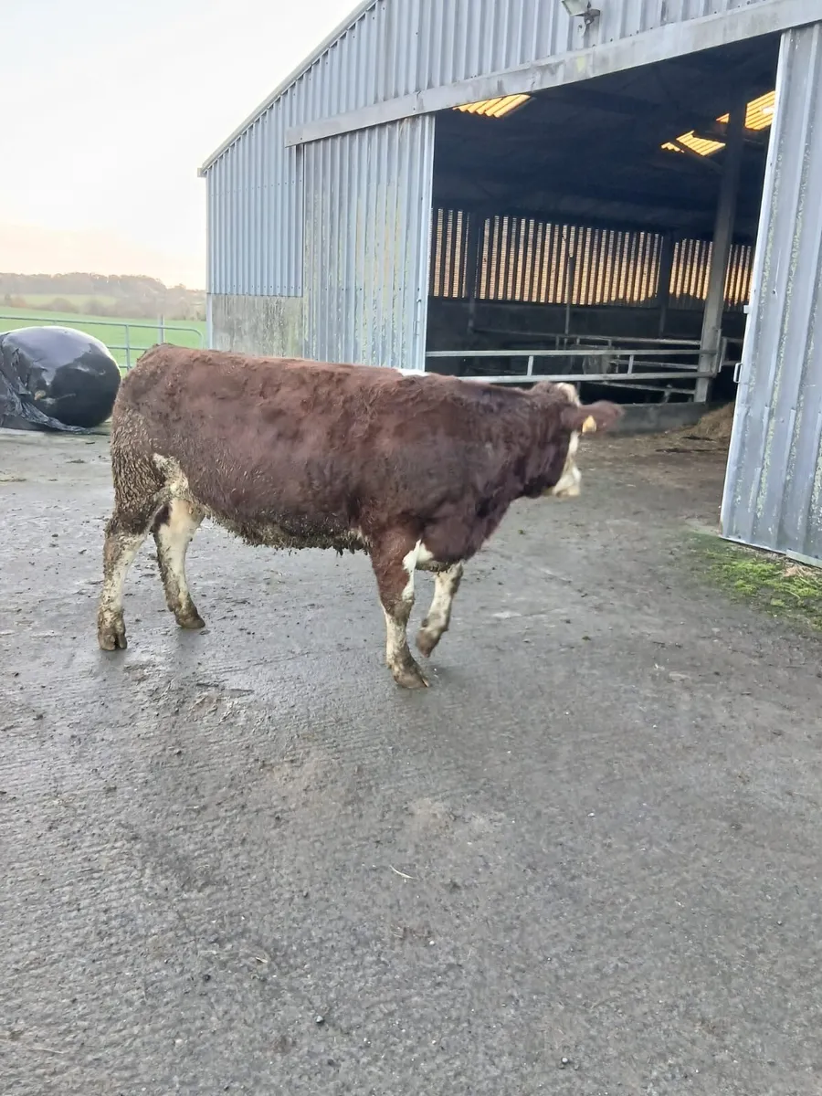 In-calf heifers - Image 1