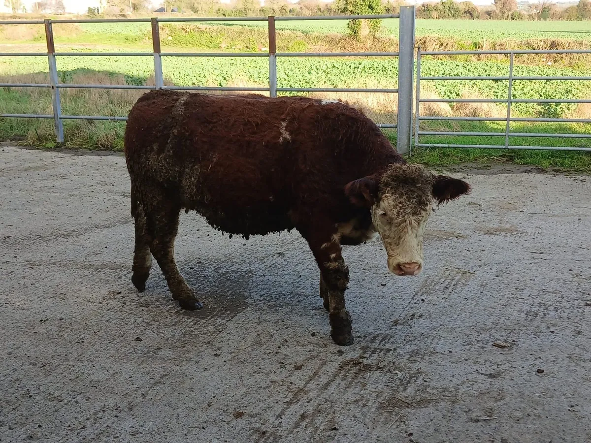 In-calf heifers - Image 2
