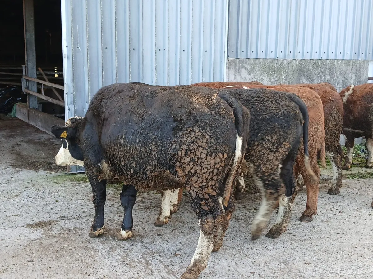 In-calf heifers - Image 3