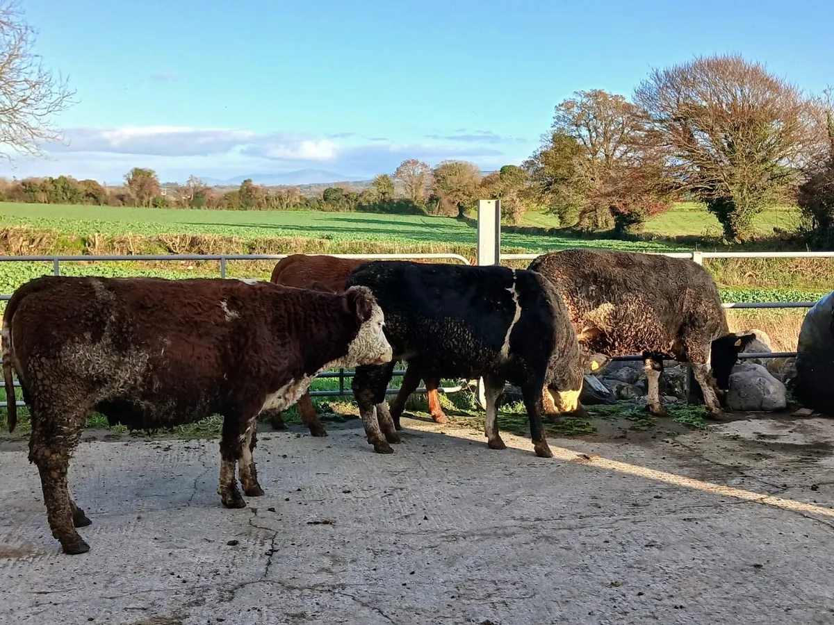 In-calf heifers - Image 4