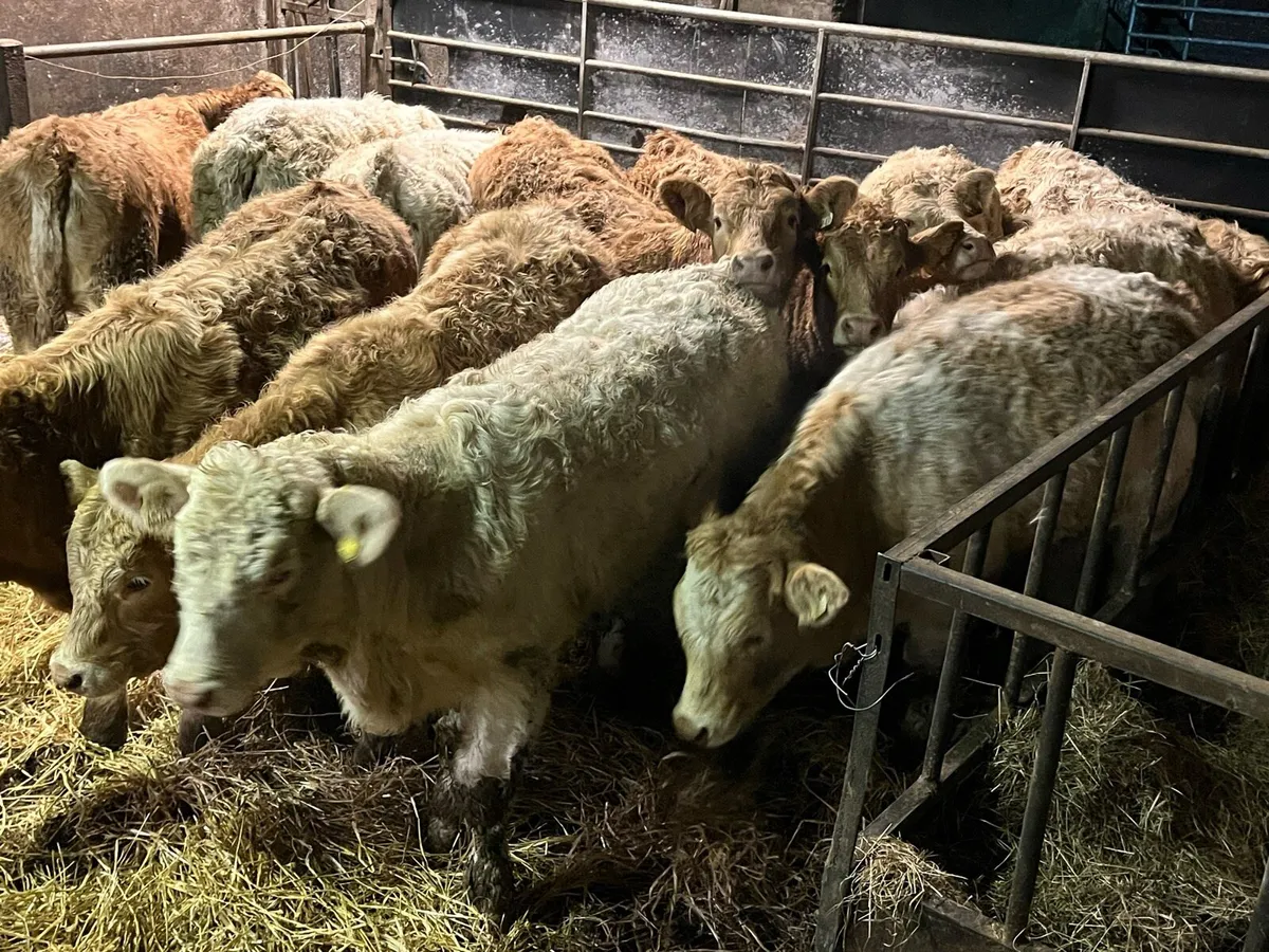 Charolais Heifer Weanlings - Image 1