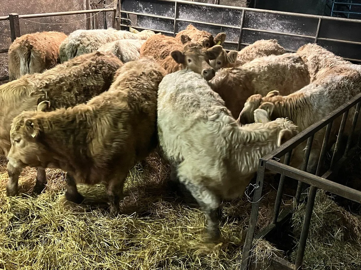 Charolais Heifer Weanlings - Image 2