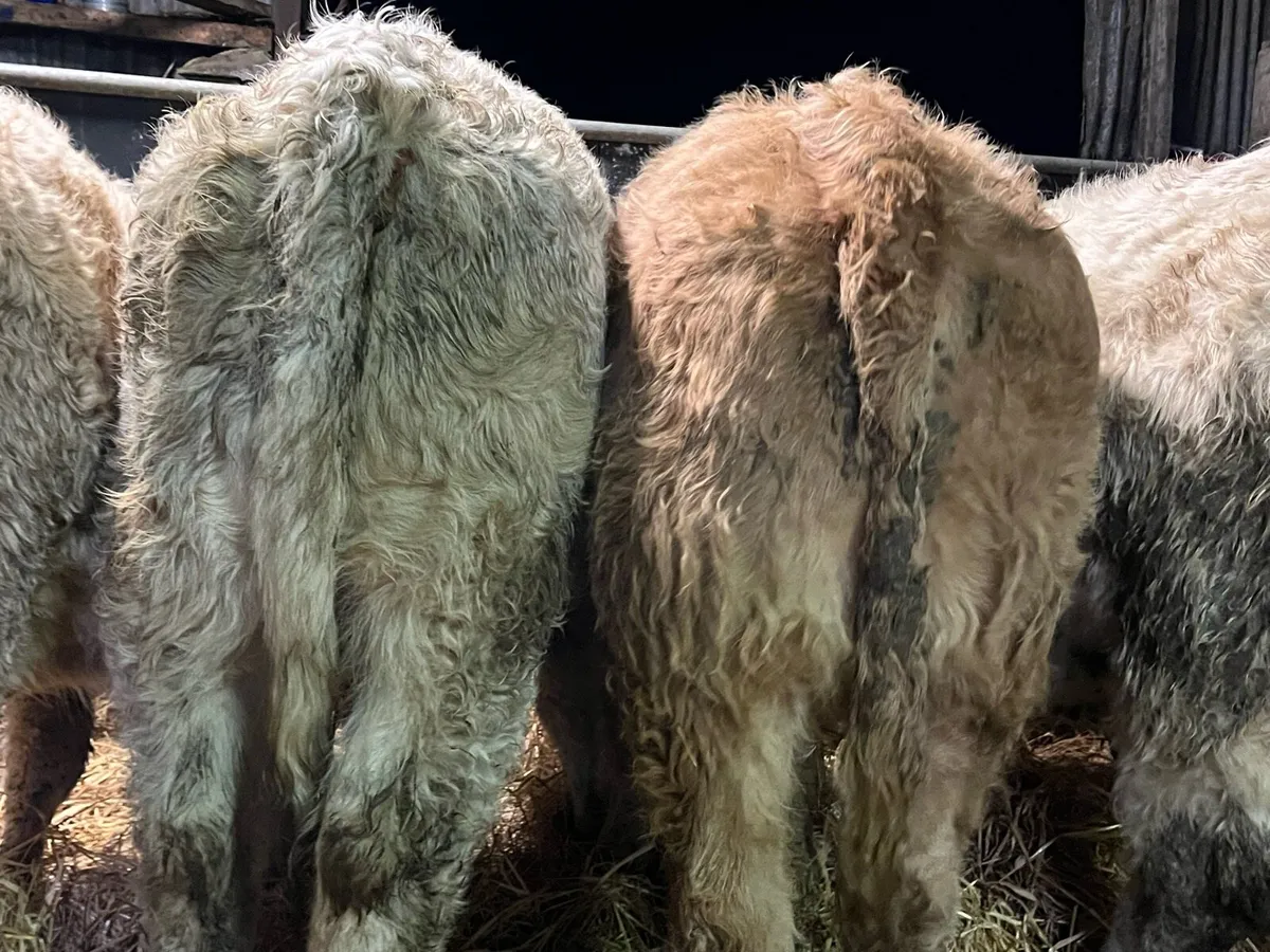 Charolais Heifer Weanlings - Image 3
