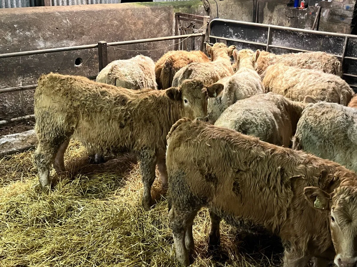 Charolais Heifer Weanlings - Image 4