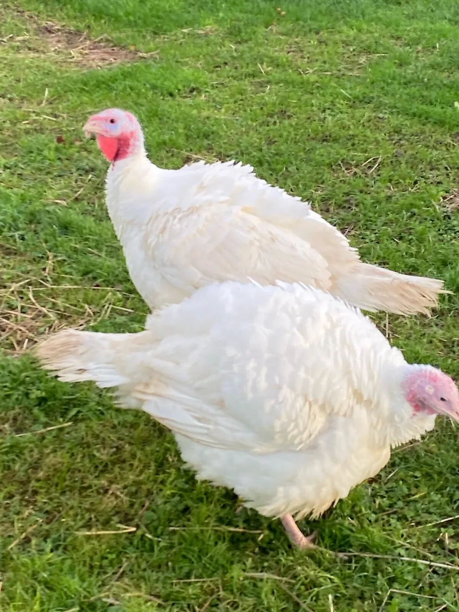 Turkeys - Image 2