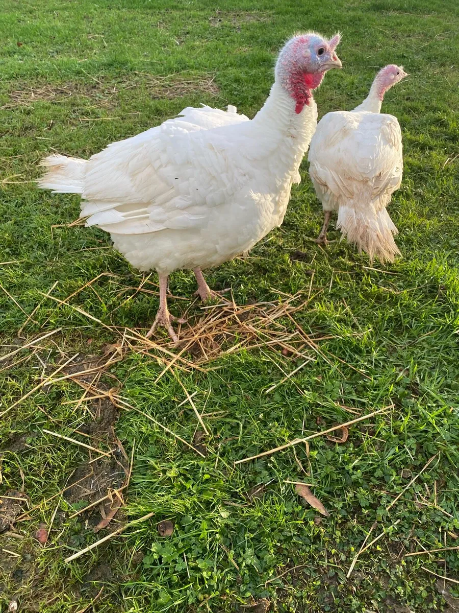 Turkeys - Image 1