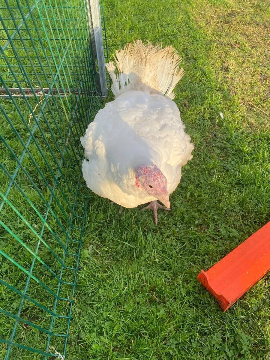 Turkeys - Image 3