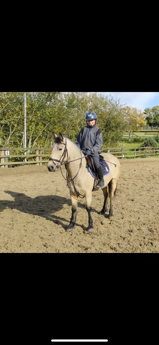 5yo dun Connemara 138 mare - Image 2