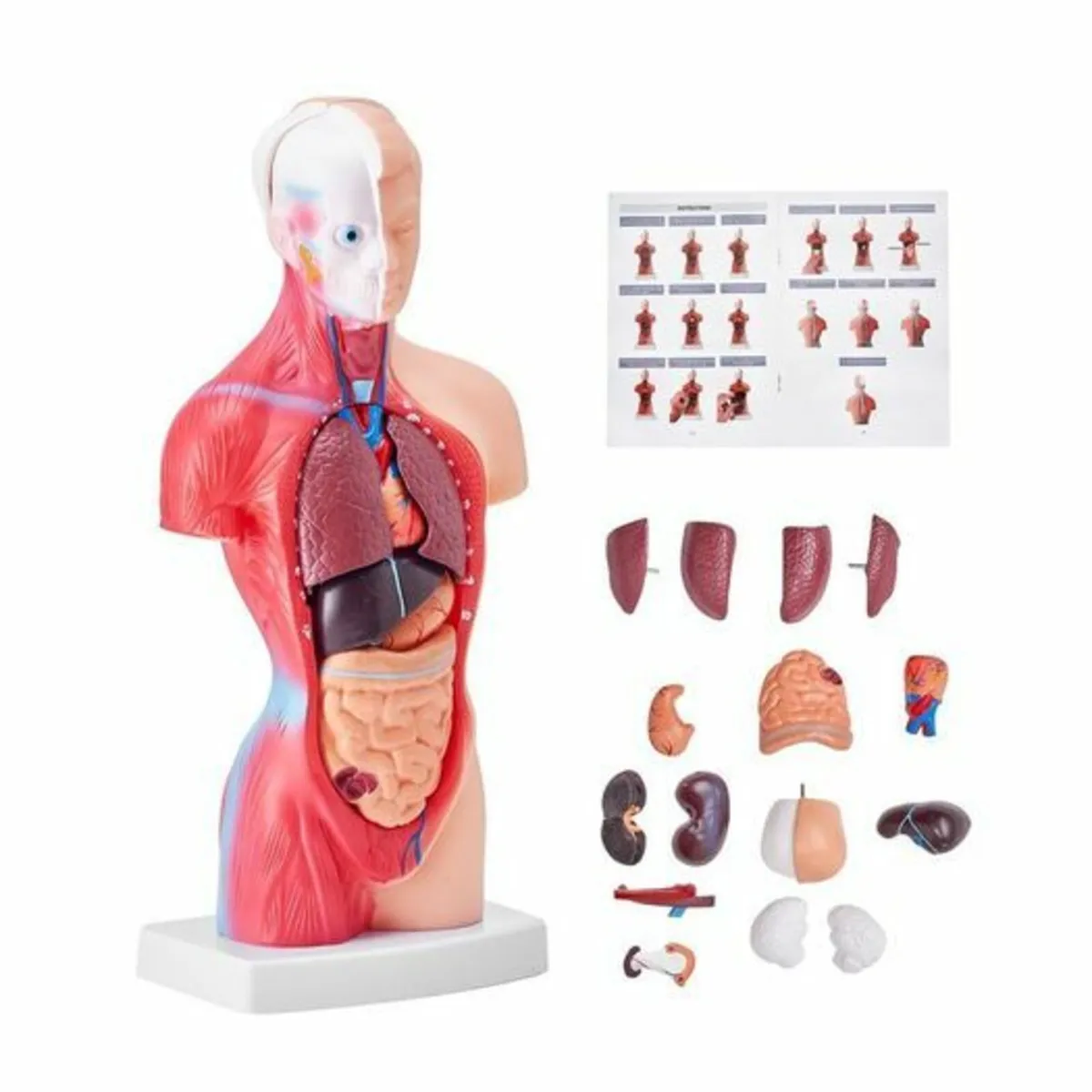 Human Body Model15 Parts 11 inch, Human Torso Anat - Image 1