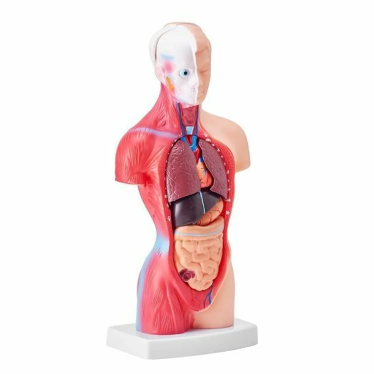 Human Body Model15 Parts 11 inch, Human Torso Anat - Image 2