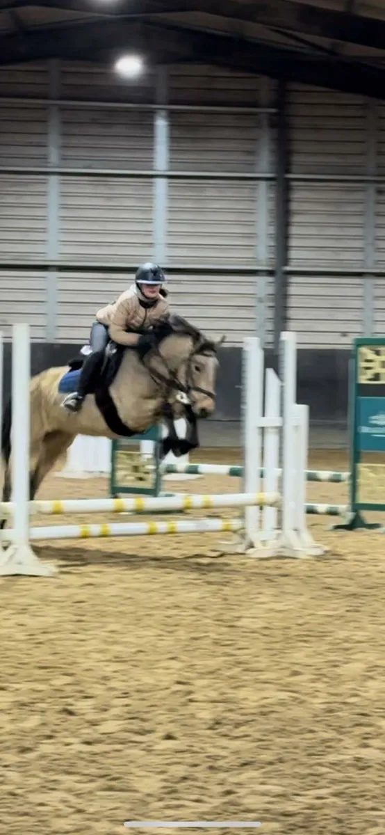 5yo dun Connemara 138 mare - Image 3