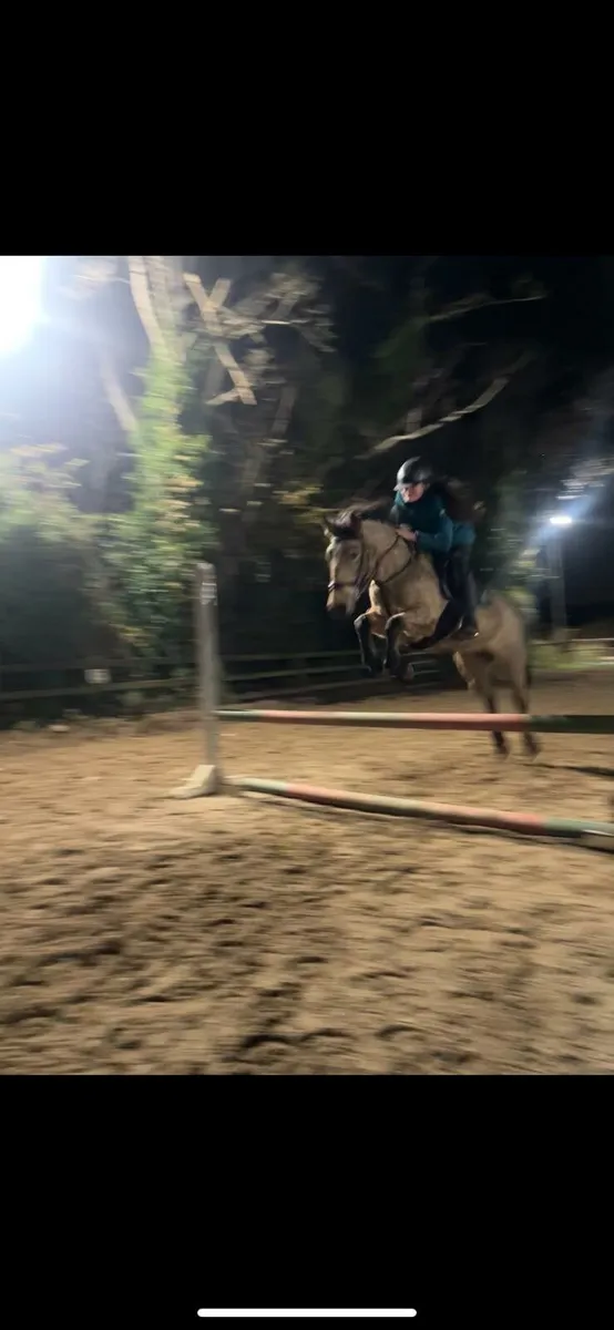 5yo dun Connemara 138 mare - Image 4