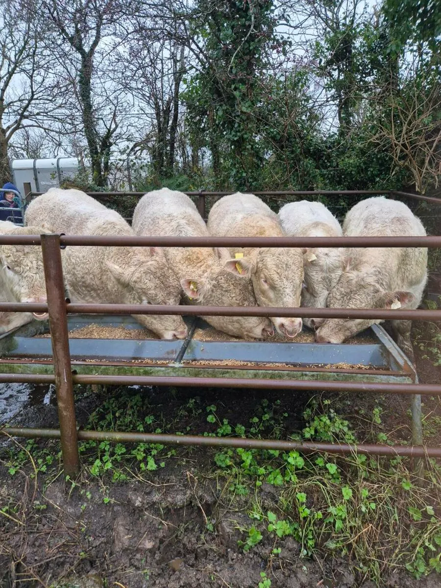 Pedigree registered charolais bulls - Image 1
