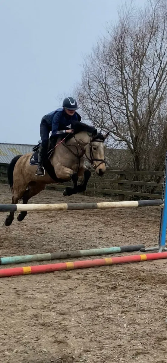 5yo dun Connemara 138 mare - Image 1