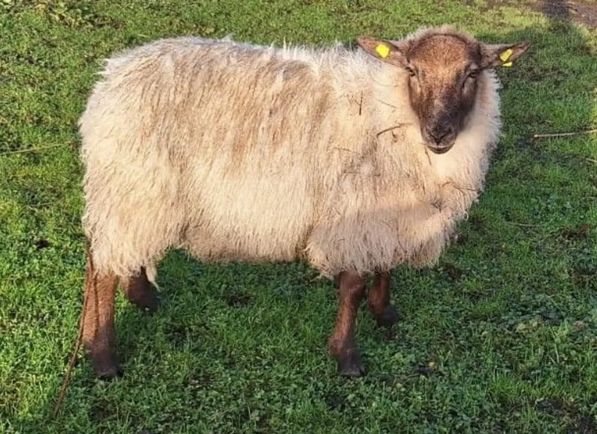 New Zealand Suffolk Ram for sale - Image 1