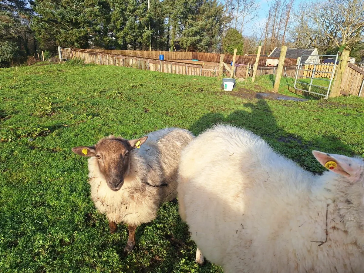 New Zealand Suffolk Ram for sale - Image 3